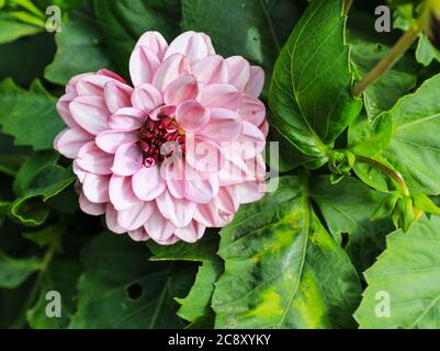 Gros plan d'une fleur rose d'un « crème de Cassis » Dahlia à la National Dahlia Collection, Penzance, Cornouailles, Angleterre Banque D'Images