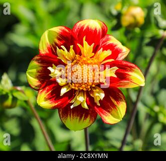 Gros plan d'une tête de fleur jaune et rouge d'une « torche de Dhum » de Dahlia à la National Dahlia Collection, Penzance, Cornouailles, Angleterre Banque D'Images