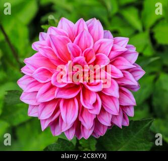 Gros plan d'une fleur rose d'un Dahlia 'hannon' à la National Dahlia Collection, Penzance, Cornouailles, Angleterre Banque D'Images