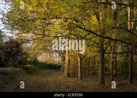 Cornmill Meadow dans le Lee Valley Country Park, Essex, Royaume-Uni Banque D'Images