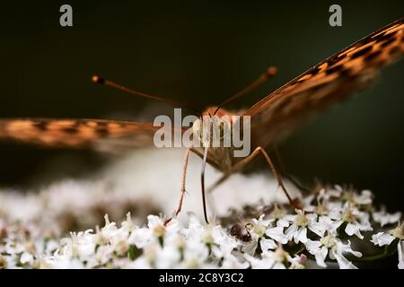 Fritillaire lavé à l'argent (Argynnis paphiaon) assis sur une fleur blanche Banque D'Images