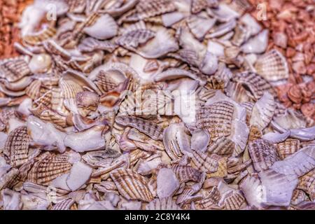 Fond de coquillages, beaucoup de coquillages empilés les uns sur les autres Banque D'Images