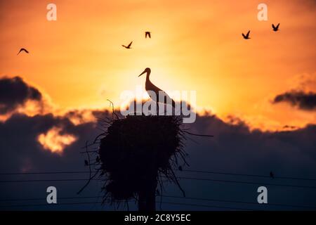 Cigognes nourrissant des bébés dans un nid contre le ciel de coucher de soleil avec des nuages Banque D'Images