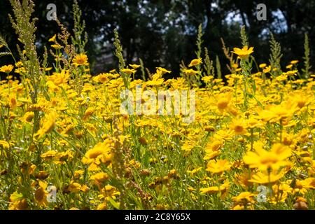 Un champ rempli de fleurs jaune vif de prunicklyleaf aux pays-Bas, province d'Overijssel Banque D'Images
