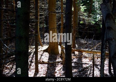 Bois du Maine. Barnes Island, Casco Bay. Mélange de feuillus et d'épinettes sur une île au large de Harpswell Neck. Banque D'Images