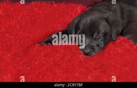 Un chiot adorable et doux dormant sur un coussin rouge Banque D'Images