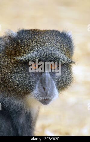 Singe bleu ou singe diademed, Diademmeerkatze, Cercopithecus mitis, fejdísses cerkóf Banque D'Images