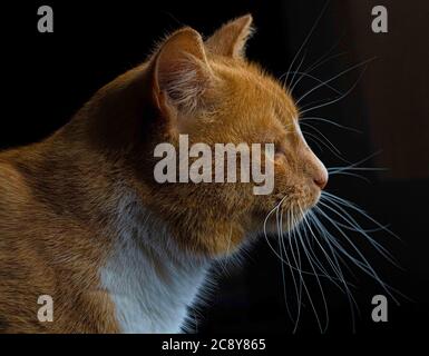 Profil latéral de chat de tabby au gingembre montrant des whiskers Banque D'Images