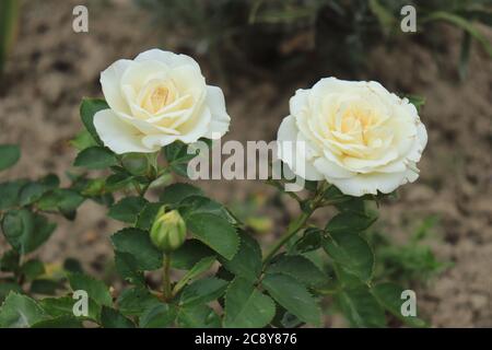 Roses nobles blanches fleuris dans le jardin Banque D'Images