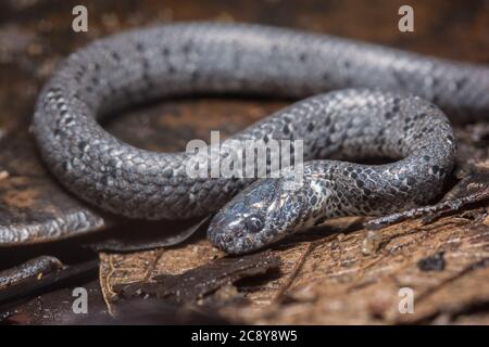 Une couleuvre tachetée blanche (Pareas margaritophorus) un serpent inoffensif commun de Hong Kong. Banque D'Images