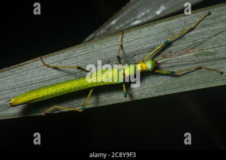 Photo macro d'un insecte de bâton de marche au néon de la jungle malaisienne à Bornéo. Banque D'Images