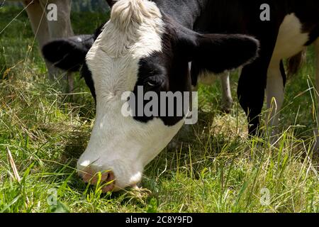 Manger, vache noire et blanche en gros plan Banque D'Images