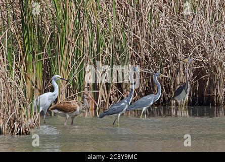 Egret enneigé (Egretta tula brasteri), Heron tricolore (E.tricolor) et Ibis blanc (Eudocimus albus), aigrette et hérons adultes debout avec un ibis immature Banque D'Images