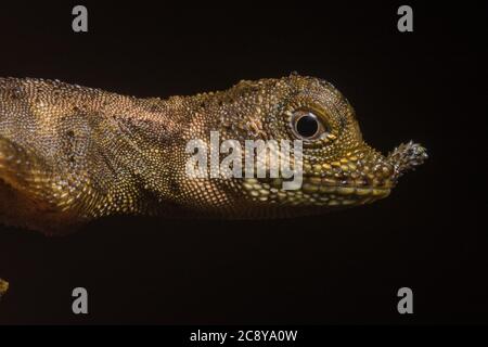 L'agama sans terre (Aphaniotis ornata) est une espèce de lézard endémique aux jungles de Bornéo. Banque D'Images