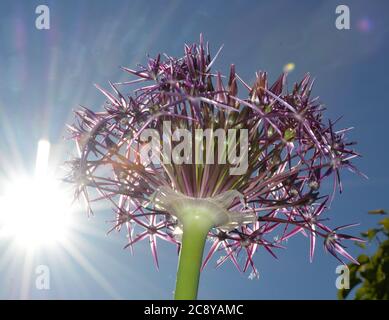 Fleur d'hélium avec éclat de soleil Banque D'Images