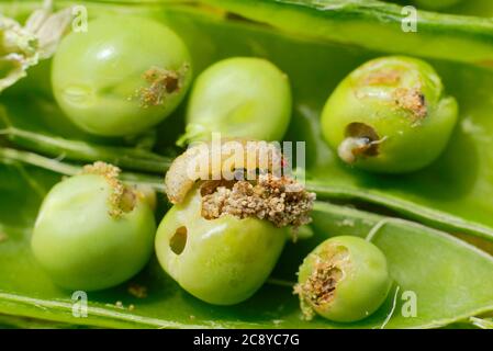 Cydia nigricana larves et frass. Larves de la papule de pois dans la gousse avec excréments et dommages visibles aux pois du jardin. ROYAUME-UNI Banque D'Images