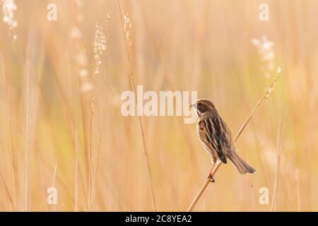 Une femelle de roseau courante qui coute Emberiza schoeniclus sur un panache de roseau Phragmites australis. Belle saison de printemps coucher de soleil Banque D'Images