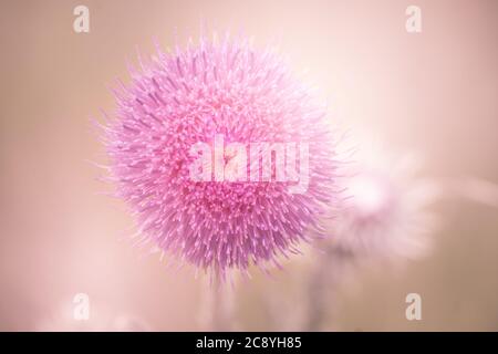 Gros plan d'une belle fleur de mimosa rose sur un arrière-plan flou Banque D'Images