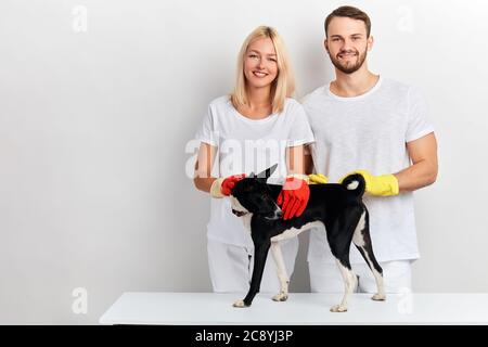 jeune homme et femme attirants en gants debout derrière un chien africain, ils l'ont traité. gros plan photo. médecine Banque D'Images