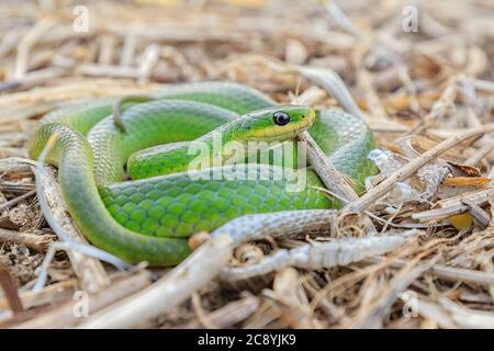 Un serpent vert lisse enroulé dans de l'herbe morte. Banque D'Images