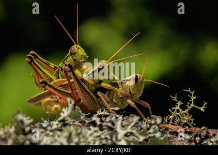 Trois sauterelles d'accouplement. Banque D'Images
