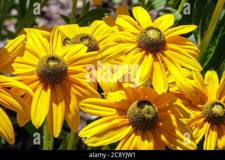 Yeux irlandais de Rudbeckia Banque D'Images