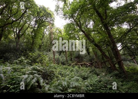 Burridge Woods, parc national d'Exmoor, Dulverton, Somerset, Royaume-Uni Banque D'Images