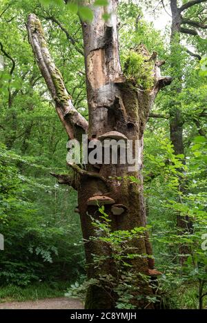 Mycète de Bracket, Parc national d'Exmoor, Dulverton, Somerset, Royaume-Uni Banque D'Images