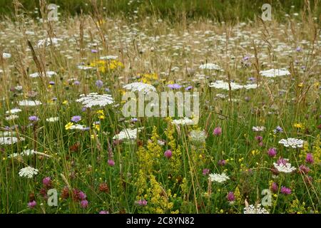 Ancienne prairie de fleurs sauvages avec de grandes herbes, carotte sauvage, trèfle rouge, paille de lit de Dame et champ Scabous parmi beaucoup d'autres sur le fond crayeux dans Wiltsh Banque D'Images