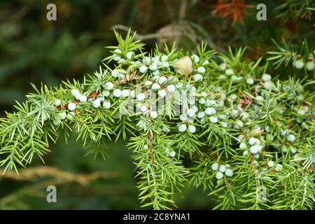 Branche d'un arbre de genévrier (Juniperus communis) fortement chargé de baies vertes.l'un des trois conifères indigènes à feuilles persistantes qu'il prospère sur la plaine de craie, Mo Banque D'Images