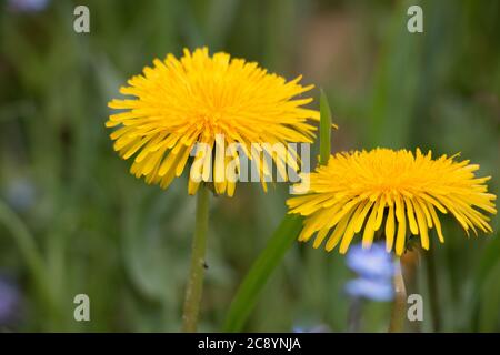 Deux fleurs de pissenlit jaune, Taraxacum officinale, lions dent ou clockflower, gros plan fleuri sur un fond vert naturel, foyer sélectif. Banque D'Images