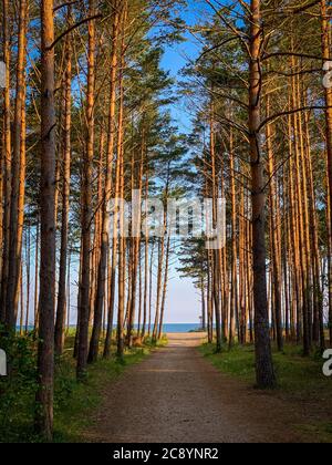 Derrière une forêt de pins, vous pouvez voir la plage et la mer Baltique Banque D'Images