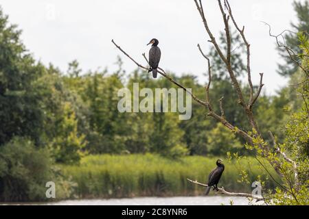 un cormorant se trouve sur une branche au-dessus d'un étang et recherche des proies Banque D'Images