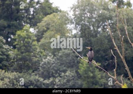 un cormorant se trouve sur une branche au-dessus d'un étang et recherche des proies Banque D'Images