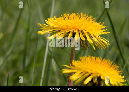 Deux fleurs de pissenlit jaune, Taraxacum officinale, lions dent ou clockflower, gros plan fleuri sur un fond vert naturel, foyer sélectif. Banque D'Images