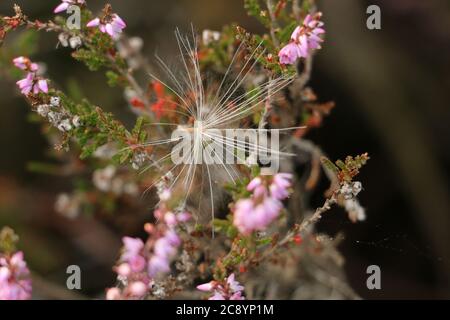 Vue rapprochée d'un papus de semence de pissenlit, Taraxacum officinale, capturé dans une plante de bruyère rose, Calluna vulgaris. Dispersion des graines. Banque D'Images