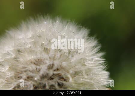 Tête de semence de pissenlit blanche (Taraxacum officinale), boule de soufflage ou horloge, gros plan avec gouttes de rosée, sur fond vert naturel Banque D'Images