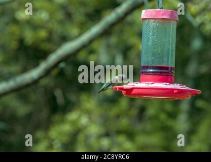 Un mâle adulte, un colibris à gorge rubis, est doté d'un dos vert émeraude et d'une gorge rouge brillante. Celui-ci se nourrit de nectar d'une arrière-cour dans le sud-ouest de M. Banque D'Images