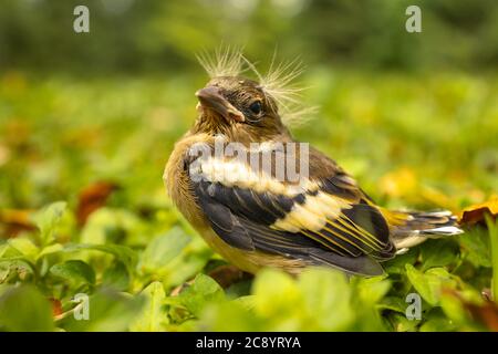 Bébé oiseau avec une coiffure punk, séparé de sa mère et se sentant perdu dans l'herbe Banque D'Images