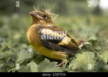 Bébé oiseau avec une coiffure punk, séparé de sa mère et se sentant perdu dans l'herbe Banque D'Images