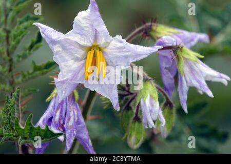 Nuitée collante Solanum sisymbriifolium fleur Banque D'Images