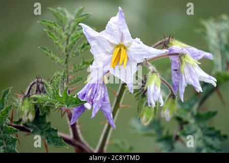 Litchi tomate Solanum sisymbriifolium Banque D'Images