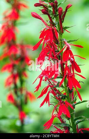 Lobelia cardinalis lobélie cardinale Banque D'Images