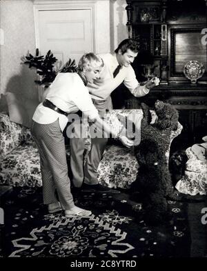 13 août 1954 - Londres, Angleterre, Royaume-Uni - ROGER MOORE, centre, et sa femme DOROTHY SQUIRES sont tout simplement fous de leurs animaux de compagnie, deux Caniches noires. La détente pour ces deux artistes occupés est le temps de jouer avec leurs chiots et de les former dans de nouveaux tours. La plupart du temps libre pour Moore et Squires est de répondre aux courriers des fans, de jouer avec leurs chiens et de compléter un bar intérieur fait dans leur maison de brique. (Image de crédit : © Keystone Pictures USA/ZUMAPRESS.com) Banque D'Images