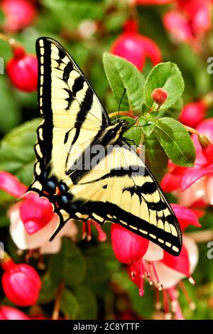 Papillon à queue de cygne occidental, Papilio rutulus, à la recherche de nectar sur une fleur de fuchsa lors d'une journée d'été ensoleillée. Banque D'Images