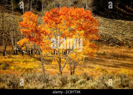 Un peuplement forestier d'Aspen pendant l'automne dans le parc national de Yellowstone. Le sol est couvert de litière de feuilles et de chute morte comme la mer en croissance Banque D'Images