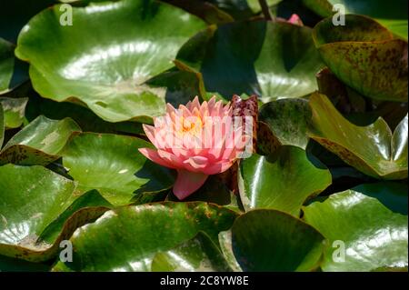 Nénuphars rouges AKA Nymphaea alba F. rosea dans un lac Banque D'Images