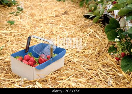 Un panier rempli de fraises saines et fraîches provenant d'une ferme de fruits à cueillir en Angleterre Banque D'Images