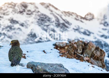 New Zealand Kea oiseau dans les montagnes de neige. C'est le seul perroquet alpin dans le mot. Voyage nature style de vie Banque D'Images