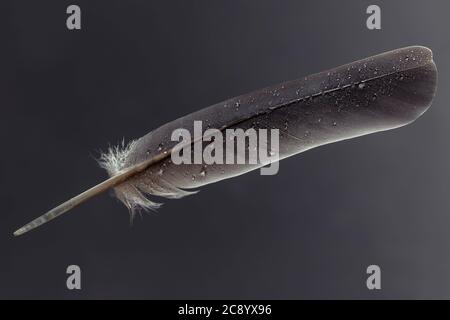Plumes et gouttes d'eau .Macro photographie de gouttes d'eau sur une plume d'oiseaux. Banque D'Images